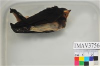 藏品(家燕)的圖片